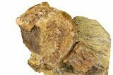 Fossil Hadrosaur Vertebrae in Sandstone - Wyoming #371516-1